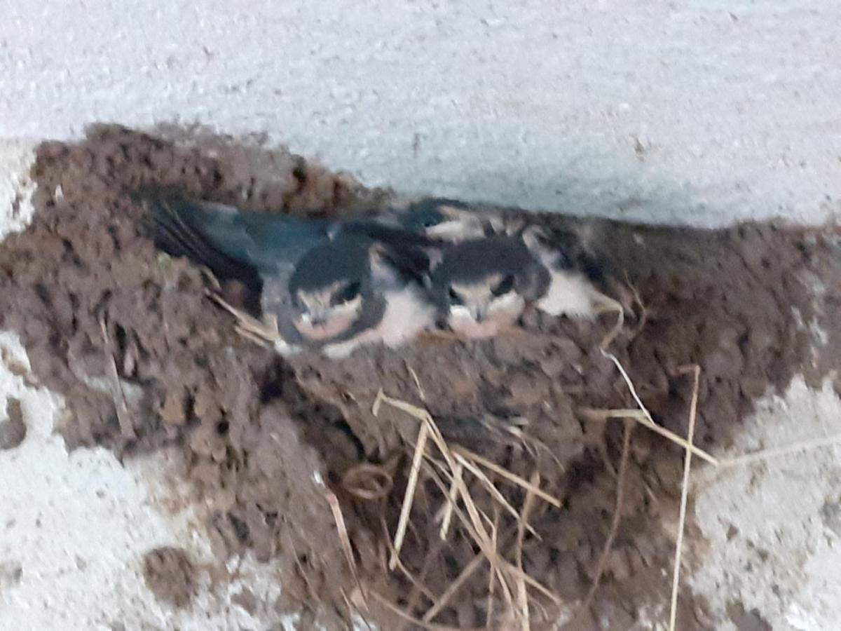 Ferienwohnung Ehemalige Revierfoersterei "Uns Luett" Kuhstorf Buitenkant foto